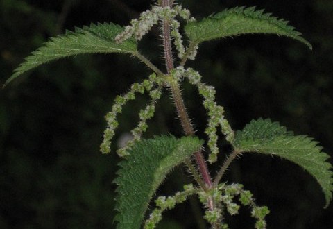 Stinging_Nettle_-_geograph.org_.uk_-_955279